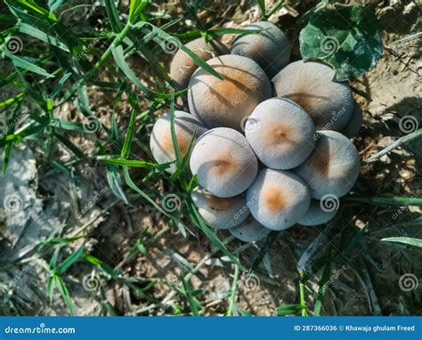 Psathyrella candloleana: The Magic Mushroom of the Forest